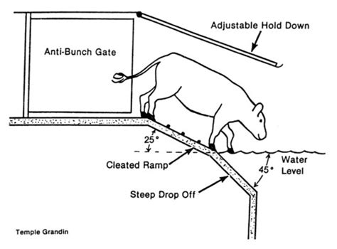 cattle loading chute dimensions|Beef Cattle Handling Facilities 